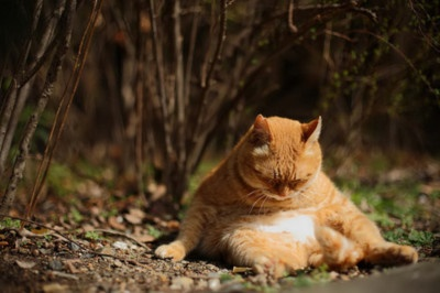 Fat cat
